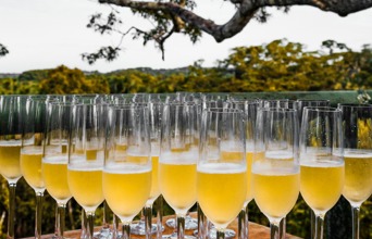 Ecuador Amazonas Flodkrydstogt Manatee Champagne01