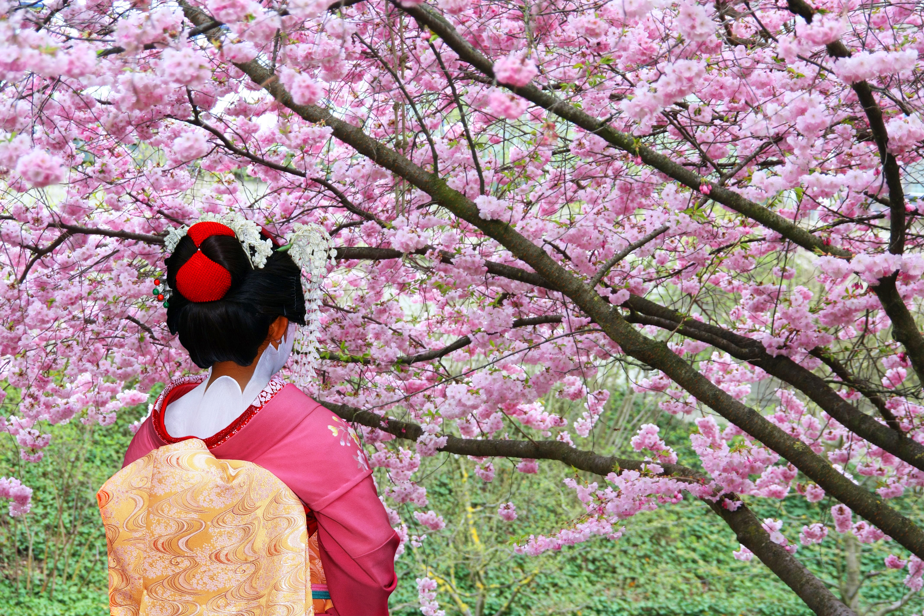 japan - japan_sakura_kisebaertrae_geisha_01