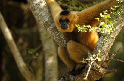 malaysia/borneo - borneo_gibbons abe_01_hf