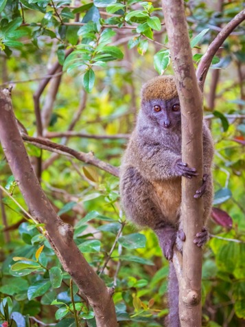 lemur bamboo_andasibe mantadia national park_01
