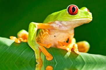 ecuador_froe_01_hf