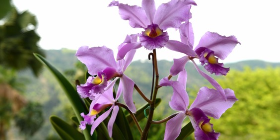 colombia - orchid farm_mellem salento og medelin_09
