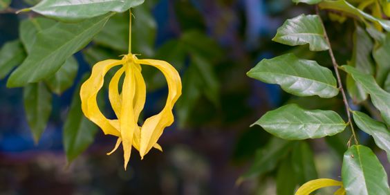 Madagaskar Ylang Ylang