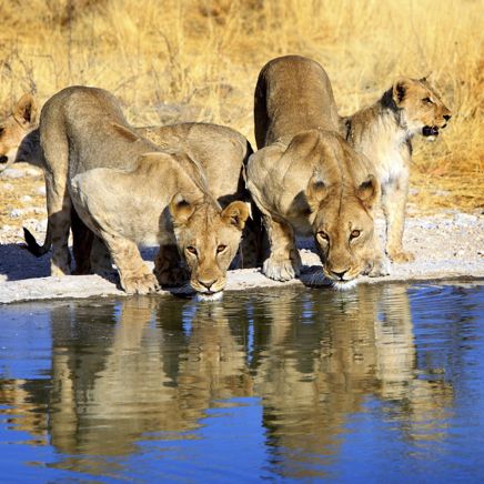 Løver i Etosha