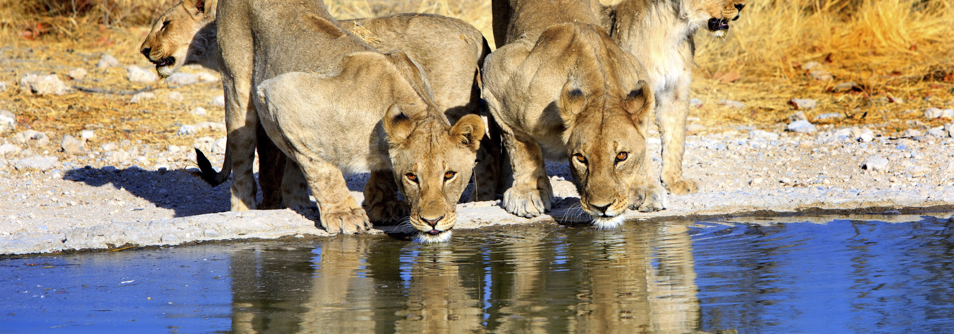 etosha_nationalpark_loeve_01