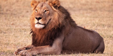 Chobe National Park Løve