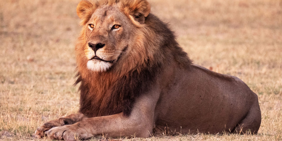 Chobe National Park Løve
