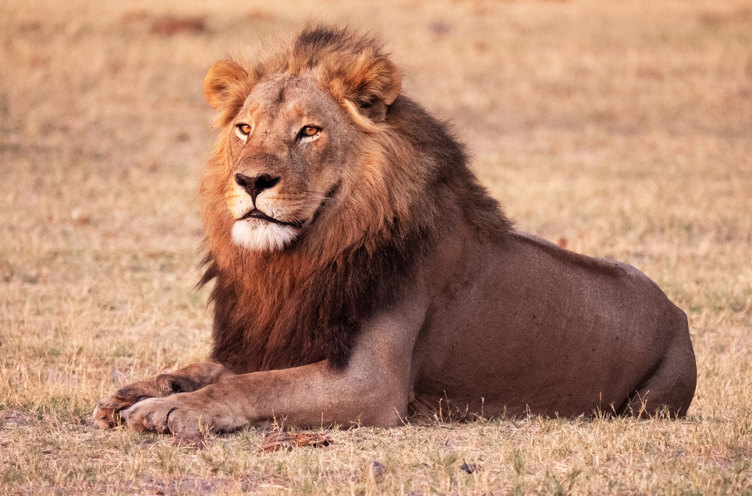 Chobe National Park Løve