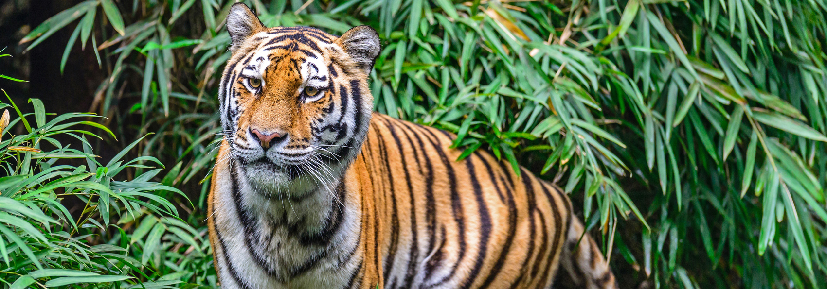 nepal - nepal_chitwan nationalpark_07