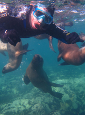 Puerto Madryn Snorkeling With Sealions 07
