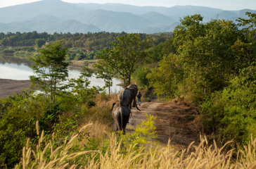 thailand - the bush camp_elefant_01