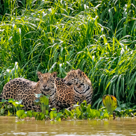 Pantanal Jaguarer