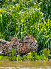Pantanal Jaguarer