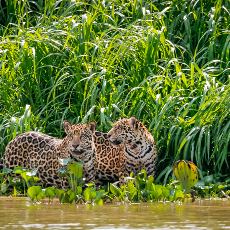 Pantanal Jaguarer