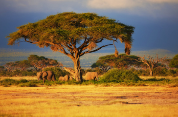 kenya_masai_mara_elefant_02