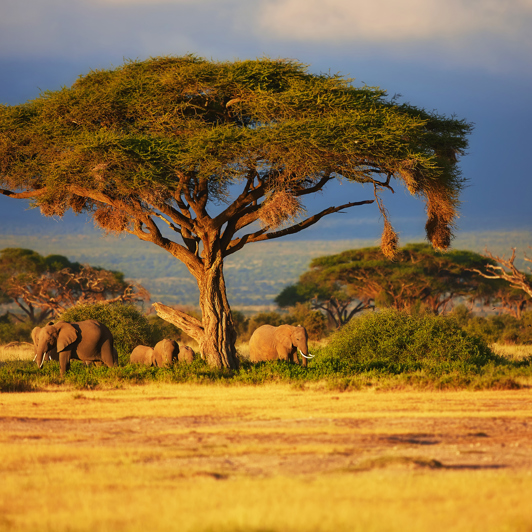 Masai Mara har en særdeles høj koncentration af dyr