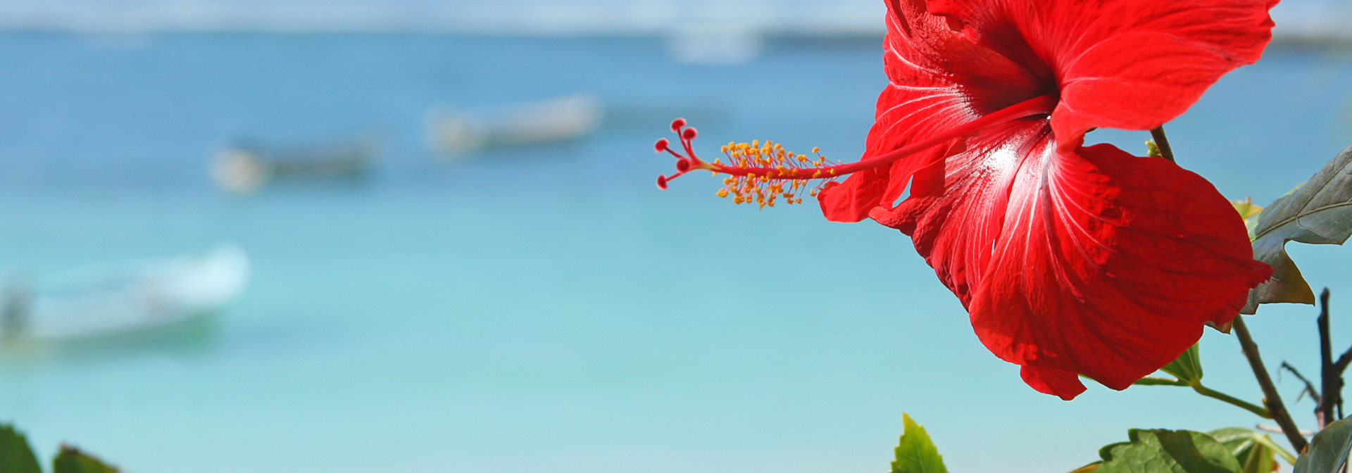 mauritius - mauritius_blomst_02