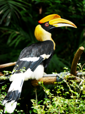 thailand - khao sok nationalpark_næsehornsfugl_01