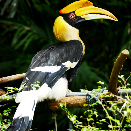 thailand - khao sok nationalpark_næsehornsfugl_01