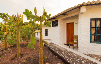 Cactus And Room