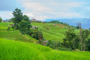 Doi Inthanon Rismarker