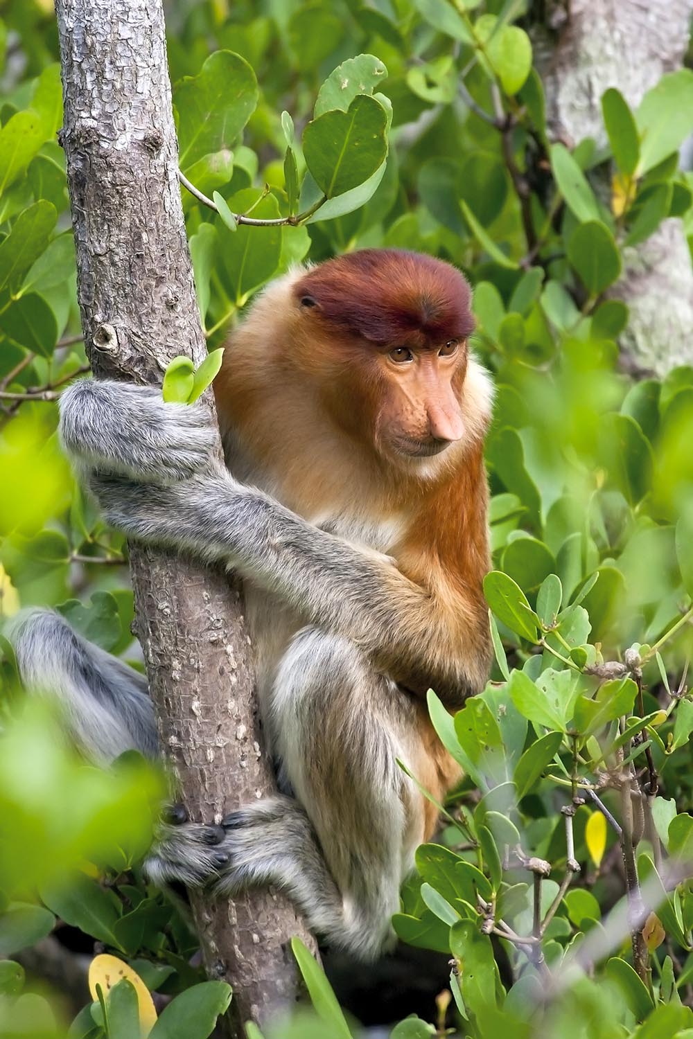 malaysia/borneo - borneo_naeseabe_07_hf