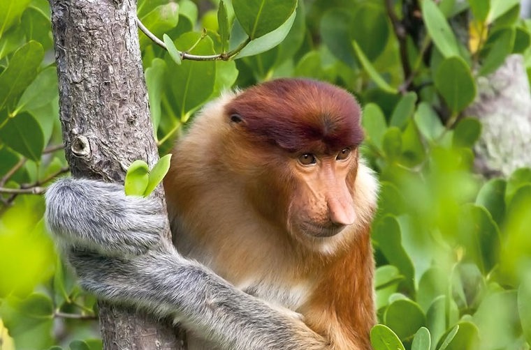 malaysia/borneo - borneo_naeseabe_07_hf