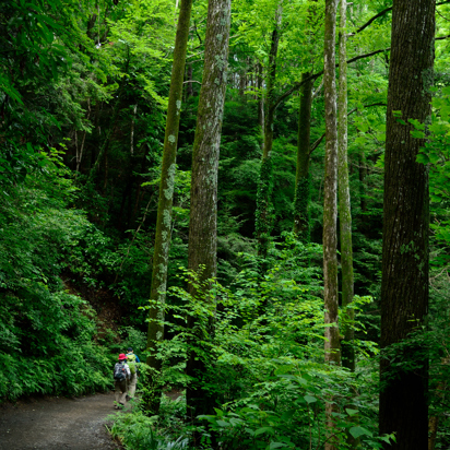 Mount Takao Vandresti GI 1291936711