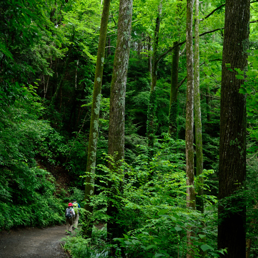 Mount Takao Vandresti GI 1291936711