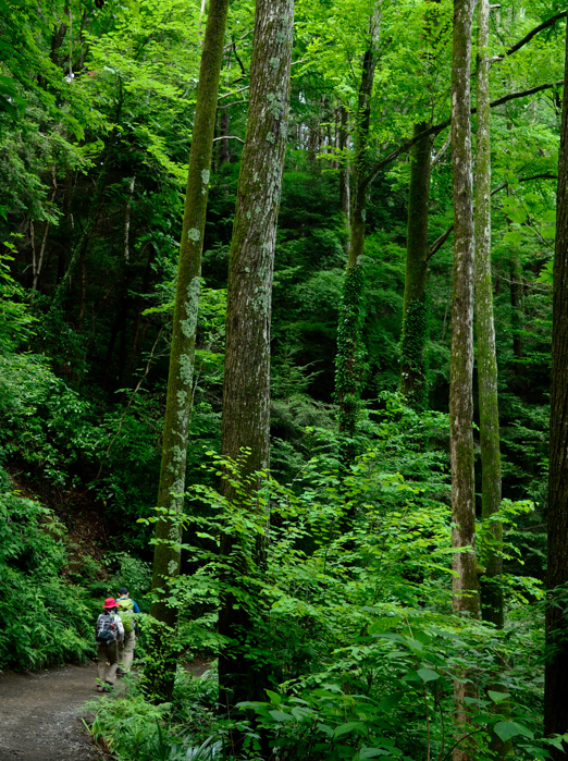 Mount Takao Vandresti GI 1291936711