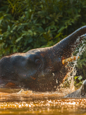 borneo_pygmy_elefant_01