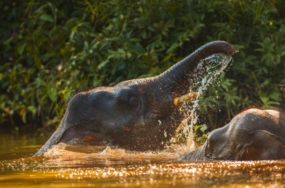 borneo_pygmy_elefant_01