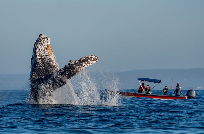 Mexico Baja California Humpback Whale Breaching Todos Santos