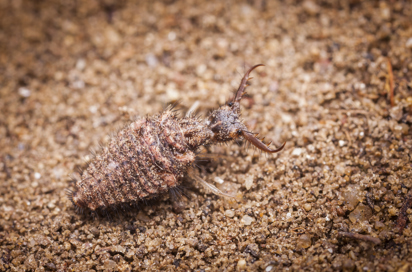 Myreløven, Small Five