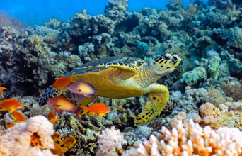 bali - bali_skildpadde_hav_01