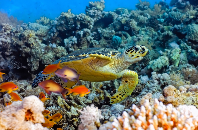 bali - bali_skildpadde_hav_01