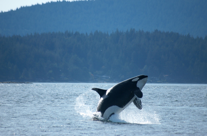canada - victoria_hval_spring_01