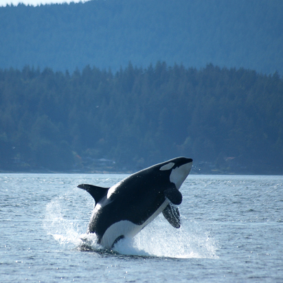 canada - victoria_hval_spring_01