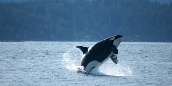 canada - victoria_hval_spring_01