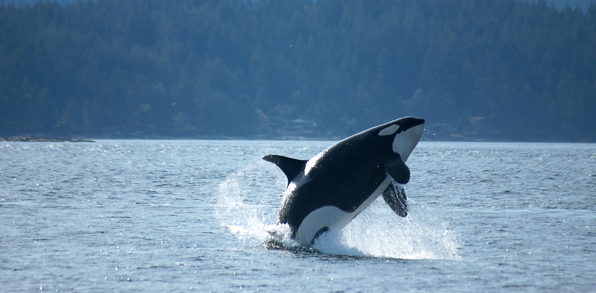 canada - victoria_hval_spring_01