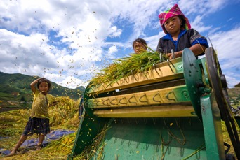 vietnam - sapa_rismark_rismark boern_02