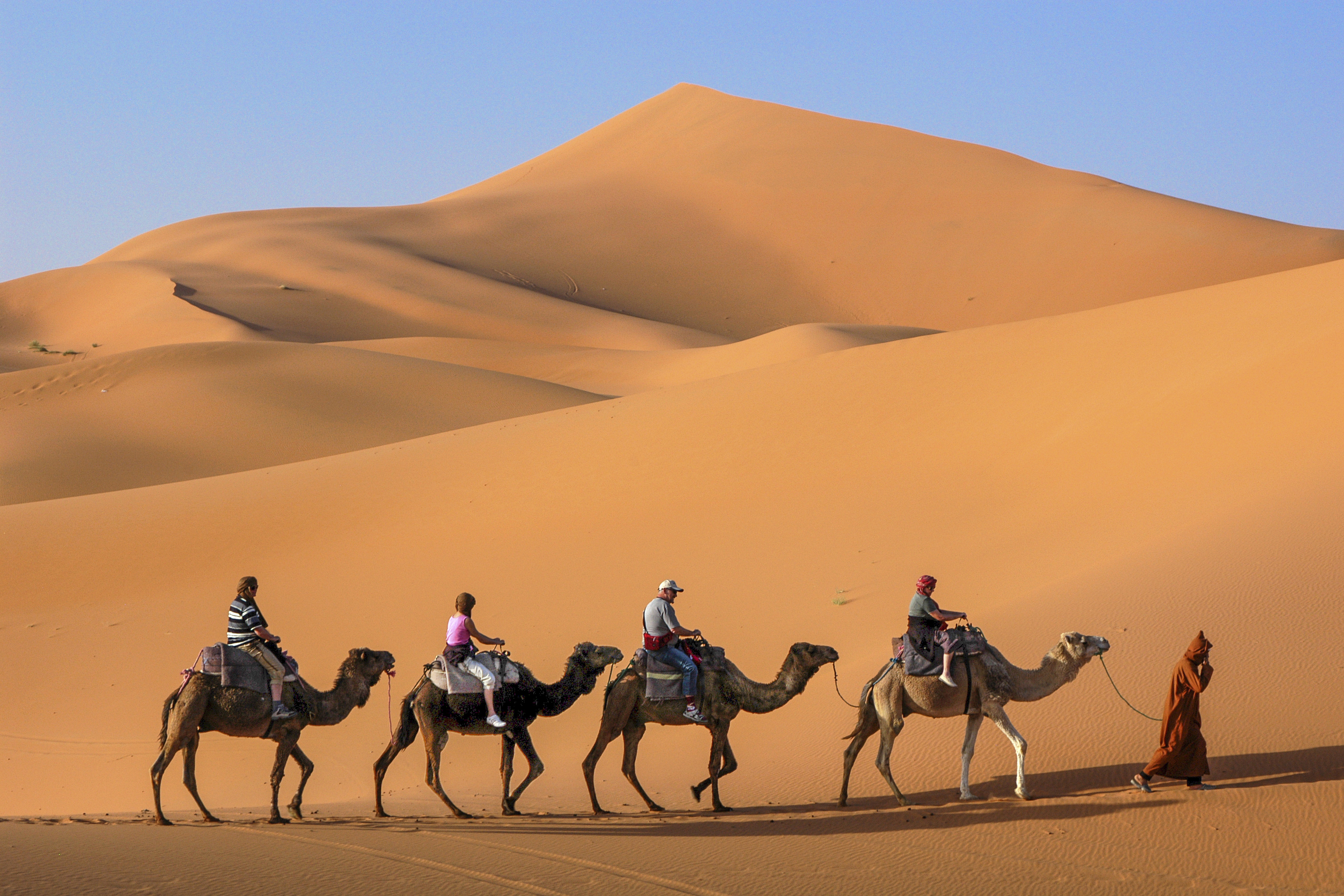 egypten - kameler_i_ørken