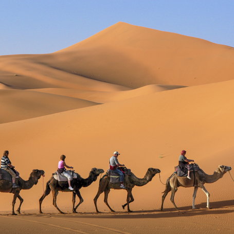 egypten - kameler_i_ørken