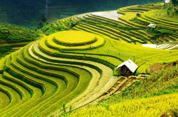 vietnam - sapa_rismark_05