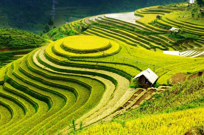 vietnam - sapa_rismark_05
