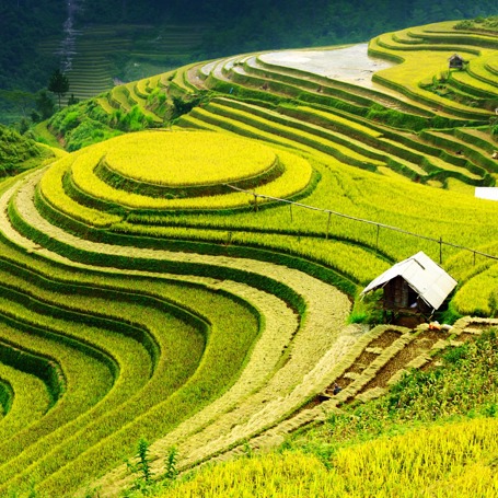 vietnam - sapa_rismark_05
