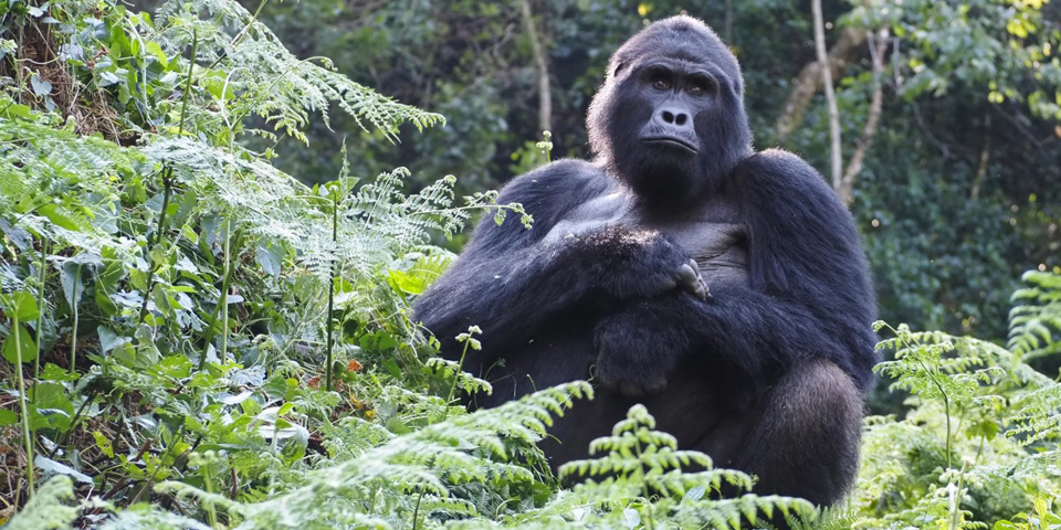 Uganda Mountain Gorilla