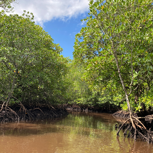 bali - Lembongan_mangrove_uden snorkling_03