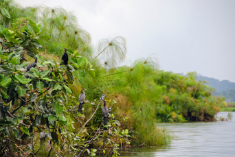 Uganda Mabamba Swamp Long Tailed Cormorants And Kingfisher
