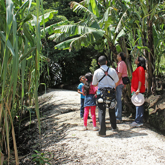 costa rica - Monteverde familiegård okse03